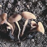 Sclerotinia apothecia are very small, about half a centimetre, requiring growers to look closely while scouting. (Photo courtesy Canola Council of Canada)
