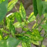 Orange tree leaves with some symptoms of citrus greening. (Tim Gottwald photo courtesy ARS/USDA)