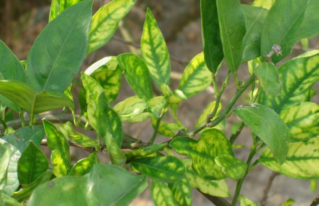 Orange tree leaves with some symptoms of citrus greening. (Tim Gottwald photo courtesy ARS/USDA)
