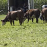 VIDEO: Cattle management and pasture rotation with Gallagher’s Jack Kyle – AGDealerTV