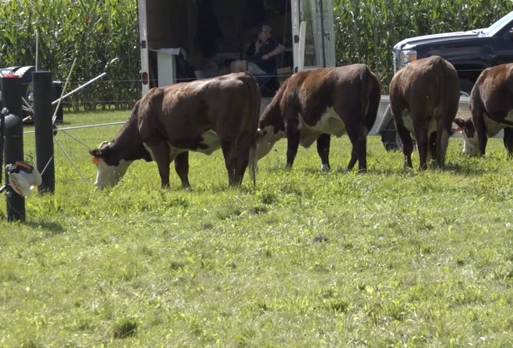 Cattle management and pasture rotation with Gallagher&#8217;s Jack Kyle – AGDealerTV