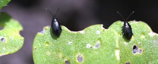 Flea beetle feeding (Photo courtesy Canola Council of Canada)
