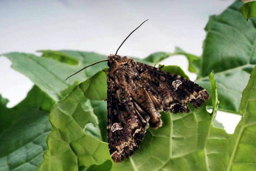 Photo: Saskatchewan Agriculture
