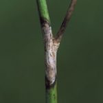 A sclerotinia-infected canola stem. Eastern Prairie crops are expected to face added disease pressure. (Photo courtesy Canola Council of Canada)