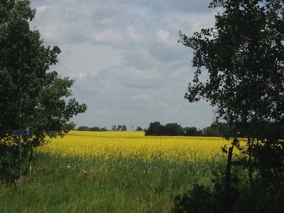 A canola field just north of Livelong, Sask. Recent heat in northwestern Saskatchewan has helped spur crop development. (Lisa Guenther photo)
