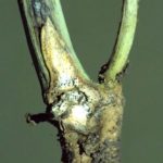 Blackleg stem  Photo: Canola Council of Canada
