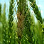 Whether to spray for fusarium: flowering period is key