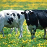 (Keith Weller photo courtesy ARS/USDA)
