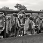 Belarus cancels import ban on live cattle from EU