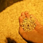 France forced to import wheat as rain hits crop quality