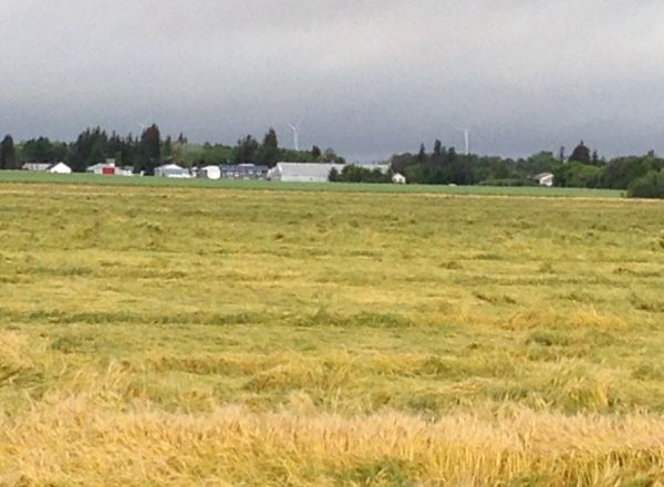 Heavy rain over the weekend of Aug. 23 left some crops lodged, such as this field of wheat near Altamont, Man. (Manitoba Co-operator photo by Allan Dawson)
