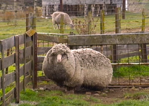 Shaun, a six-year-old merino sheep, is estimated to be carrying 25 kg of wool. (ABC.net.au)

