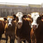 (Canada Beef Inc. photo)
