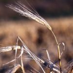 (Doug Wilson photo courtesy ARS/USDA)
