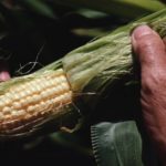 (Monsanto.com)