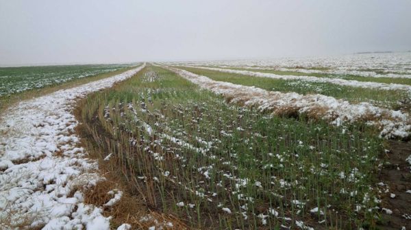 Swathed canola under snow at Barons, Alta. on Sept. 9. (Lee Hart photo)
