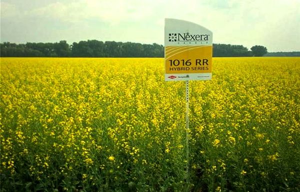 Nexera identity-preserved canola, such as this crop near High Bluff, Man. in 2013, will be available for growers to direct to the regular commodity market in 2015. (HealthierProfits.ca)
