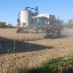 Farmers have been delayed in harvesting their soybeans across much of southern Ontario. (Ralph Pearce photo)
