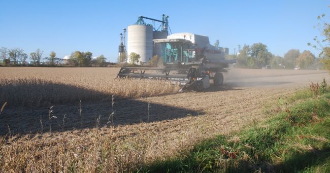 Farmers have been delayed in harvesting their soybeans across much of southern Ontario. (Ralph Pearce photo)

