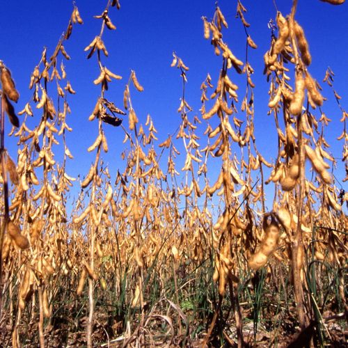 (Scott Bauer photo courtesy ARS/USDA)
