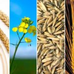 Few changes expected in Canadian crop area