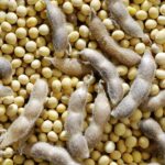 U.S. grains: Soybeans, corn lower ahead of USDA monthly data