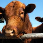 Klassen — feeder cattle market reflects mixed tone