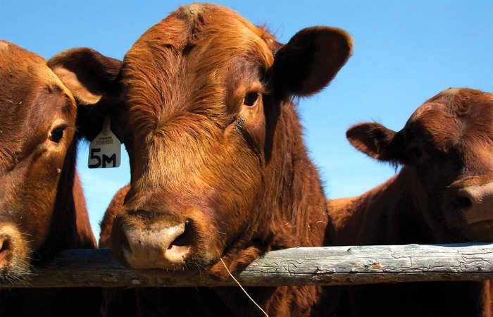 Klassen — feeder cattle market reflects mixed tone