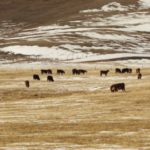 (Canada Beef Inc. photo)
