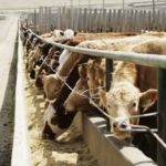 (Canada Beef Inc. photo)
