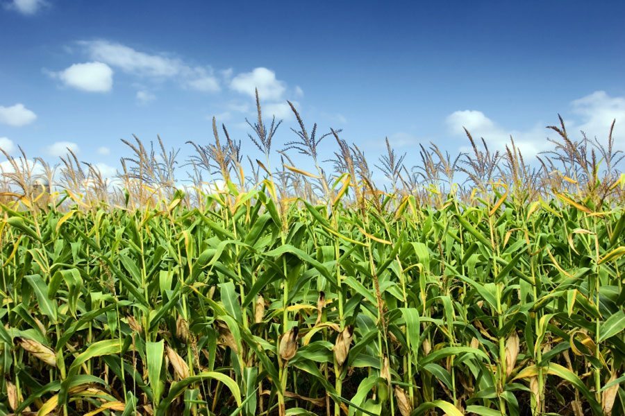 Photo: iStock
