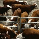 Klassen: Various views on the feeder cattle market