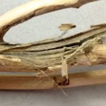 In this photo of a wilt-affected plant’s stem at harvest, black microsclerotia can be seen just below the surface layer. (Gov.mb.ca/agriculture)
