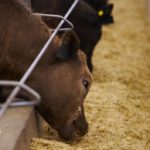 (Photo courtesy Canada Beef Inc.)
