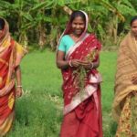 Double cropping of rice and lentils would increase income for smallholder farmers in India and Bangladesh. (Photo courtesy ICARDA)
