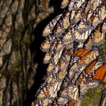 (Allen Putney photo, WHC.UNESCO.org)
