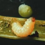 Cabbage seedpod weevil larva. (CanolaCouncil.org)
