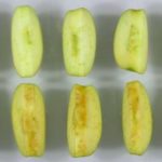 Slices of OSF’s Arctic Granny Smith apples (top) are compared to their conventional counterparts. (ArcticApples.com)
