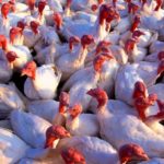 (Scott Bauer photo courtesy ARS/USDA)