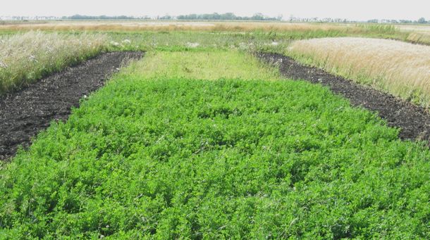 This 2009 photo of alfalfa plots highlights the long-term consequences of neglecting soil phosphorus. The alfalfa in the front of the photo received composted beef cattle manure after years of receiving no phosphorus. The alfalfa at the back of the plot did not receive any additional phosphorus and has suffered dramatically. (Martin Entz photo)
