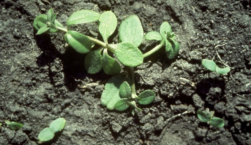 Cleaver seedlings. (Photo courtesy Canola Council of Canada)

