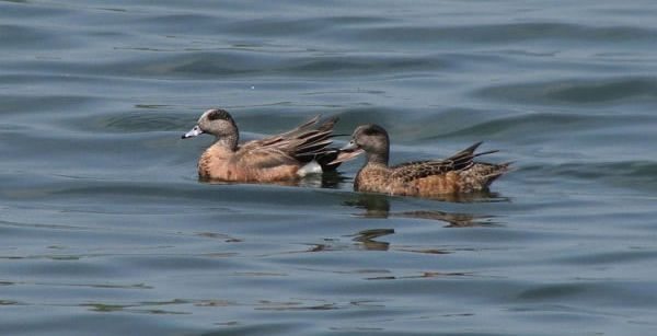 American wigeons at Quebec’s Iles-de-Contrecoeur National Wildlife Area. (Environment Canada photo by Benoit Audet)

