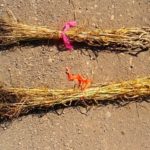The wheat in the top sheaf was treated with Engage Agro’s Manipulator, which slows stem growth to limit lodging. (Engage Agro photo)
