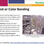 Dawson: Time to assess crops for frost, water damage