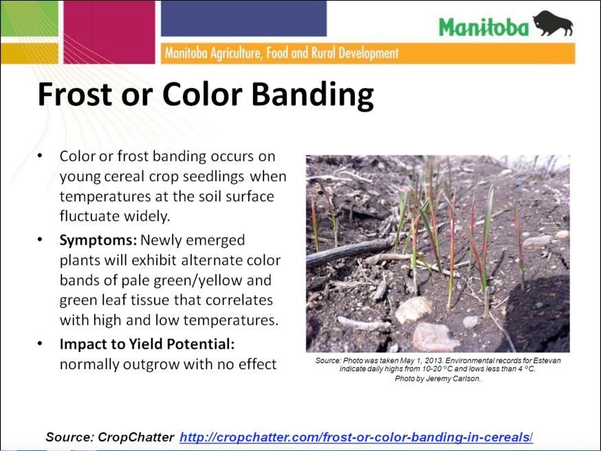 Dawson: Time to assess crops for frost, water damage
