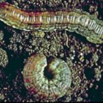 Cutworms. (Photo courtesy Canola Council of Canada)
