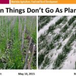 Excessive moisture from the May long weekend storm might trigger more crop insurance claims than the widespread frost. Snow just about buried this tillering winter wheat near Holland, Man. (MAFRD photos by Anastasia Kubinec)

