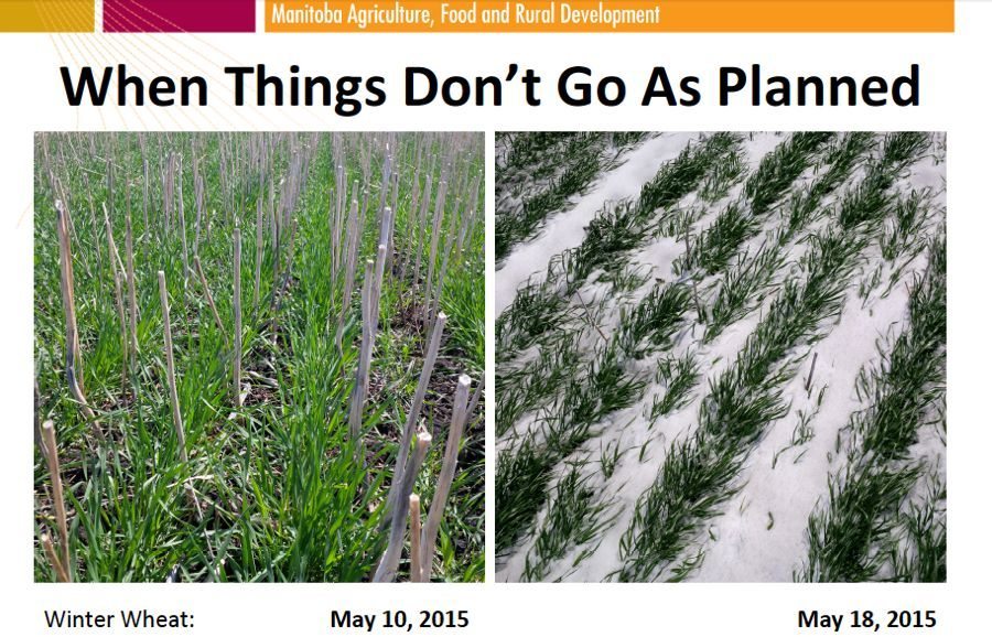 Excessive moisture from the May long weekend storm might trigger more crop insurance claims than the widespread frost. Snow just about buried this tillering winter wheat near Holland, Man. (MAFRD photos by Anastasia Kubinec)
