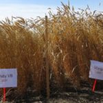 A new paper finds nutritional composition of modern wheat is similar to wheat grown in Canada 150 years ago. (Gloria Gingera/University of Saskatchewan photo courtesy CNW Group/Healthy Grains Institute)
