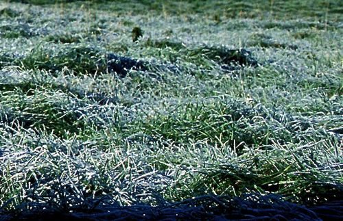 (Peggy Greb photo courtesy ARS/USDA)
